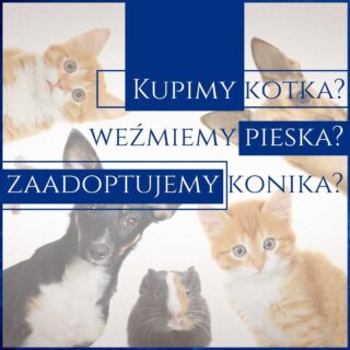 Dziś będzie długo, bo i temat obszerny.
Dla osób z listy już wysłałam mój elaborat. Treść będzie podobna, ale osoby z mojej listy dostały jeszcze prezent, jak zwykle. 
A Ty jesteś już na mojej liście subskrybentów?🤔🙉🙉🙉

Pewnie nie wiesz, ale przed erą posiadania dzieci zwierzęta to był mój czuły punkt. Oprócz kochania moich własnych, byłam zaangażowana w pomoc tym bezdomnym. Była to niezła przygoda, uwierz mi.🙉🙊🙊

Od tymczasowania zwierzaków, przez łapanie po ulicach do wyciągania ich ze schronisk (pysk ogromnego bernardyna uznanego za groźnego i trzymanego w zamknięciu, spoglądającego z tylnej kanapy wdzięcznymi oczami - bezcenny) .

Zdarzyło mi się nawet ukraść suczkę okropnemu właścicielowi, który ją głodził, a nie chciał oddać. 🙊 Wyobrażasz sobie? - pod osłoną nocy pakować owczarka niemieckiego do samochodu, potem kilka dni w ukryciu u mnie w domu i podróż do nowego lepszego życia...Może nie jest to przykład do którego kogokolwiek namawiam, ale, no cóż - tak było;)

Dużo osób nie zdaje sobie sprawy jaką odpowiedzialnością są zwierzątka. Jakie są wymagania i jakie koszty. Dlatego planer, który stworzyłam zawiera strony dotyczące analizy, jakie zwierzę jest dla danej rodziny odpowiednie, jakie koszty są z nim związane. uważam, że dobra decyzja sprawi, że zwierzę nie wyląduje w schronisku, czy nie daj Boże - w lesie.

Muszę Ci się przyznać, że nawet mnie nieco zaskoczyły koszty.🐰 Decydując się na posiadanie królika nie przewidziałam konieczności jej sterylizacji. Przecież będzie sama, małych króliczków nie będzie - myślałam. A tu klops, bo okres jej dojrzewania sprawił, że miałam zasikane dosłownie wszystko. Potrzeba znaczenia była u niej tak silna, że ja opadałam już z sił, chodząc i to wycierając. Zdecydowanie średnia rozrywka. Szalę mojej goryczy przelała sytuacja, gdy rano szykując dzieci do przedszkola dostałam siką z wyskoku, a sika ta wylądowała na mojej nodze... Ja już ubrana, niemal gotowa. Na szczęście sterylizacja już za nami, sikanie uspokojone. Choć 250 zł wolałabym zostawić sobie w portfelu...

A jak u Ciebie? Masz zwierzątko? Czy myślisz o posiadaniu? A może wcale nie masz na to ochoty?

PS: Link do planera miłośnika zwierząt w bio.